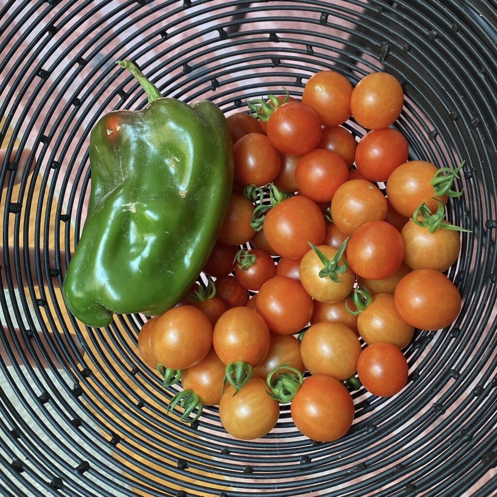 Basket of garden vegetables: two large handfuls of orange-colored cherry tomatoes and a hand-sized green bell pepper