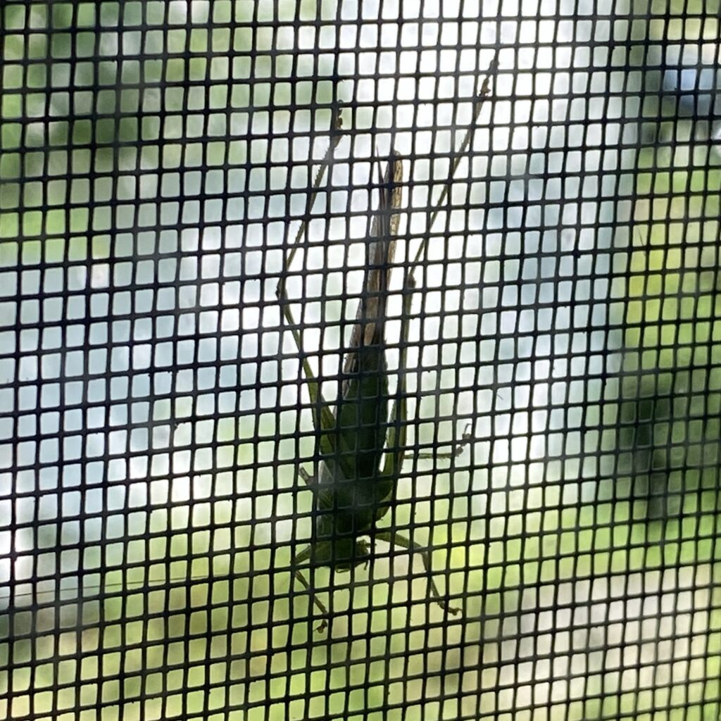 A large grasshopper-like insect clinging to a window screen. Its legs are stretched out and it has a long wing trailing behind it. The photo is taken from inside the house and the insect is outside (thank goodness).