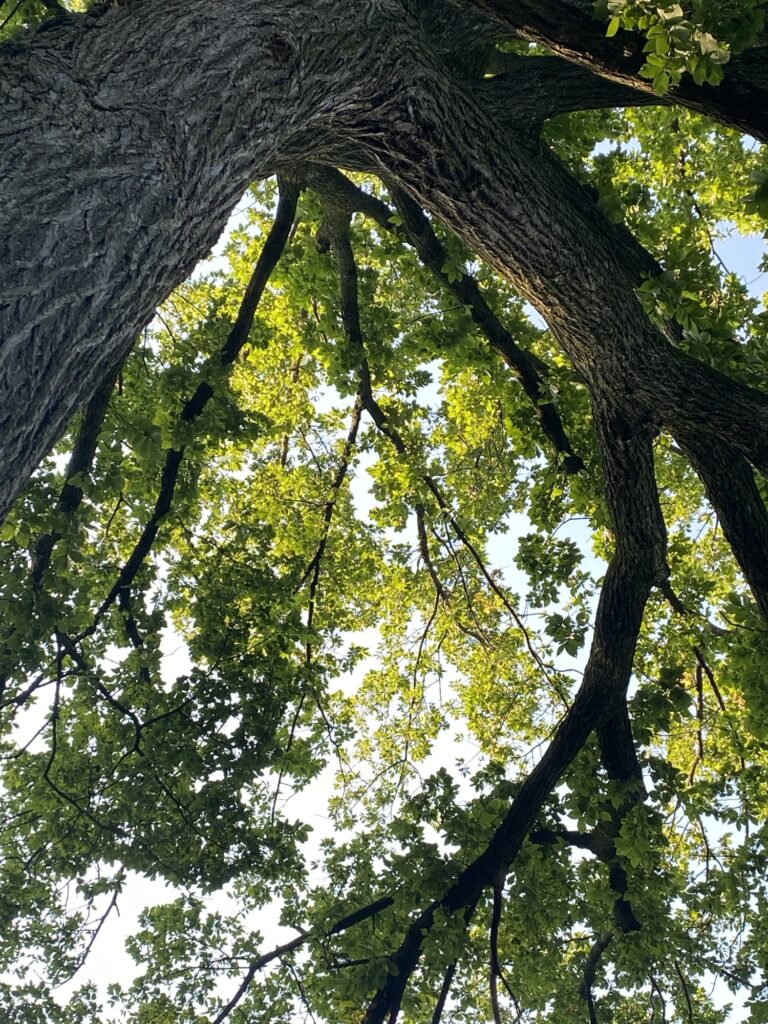 Looking upwards from the ground into the branches of a very large tree. The branches spread across the screen in a curve and are filled with leaves. The sun is shining through the leaves and highlighting those while the rest are a darker green in shadow.